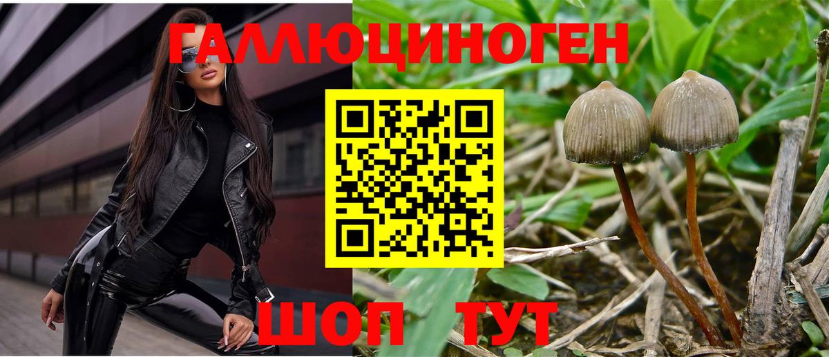 Псилоцибиновые грибы Psilocybine cubensis  Галлюциногенные грибы Psilocybe  Нальчик  Вход с VPN 